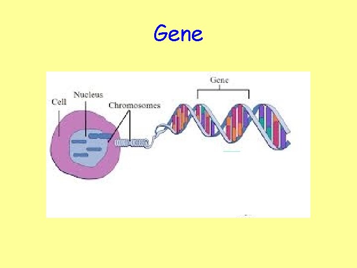 Gene 