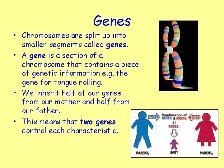 Genes • Chromosomes are split up into smaller segments called genes. • A gene