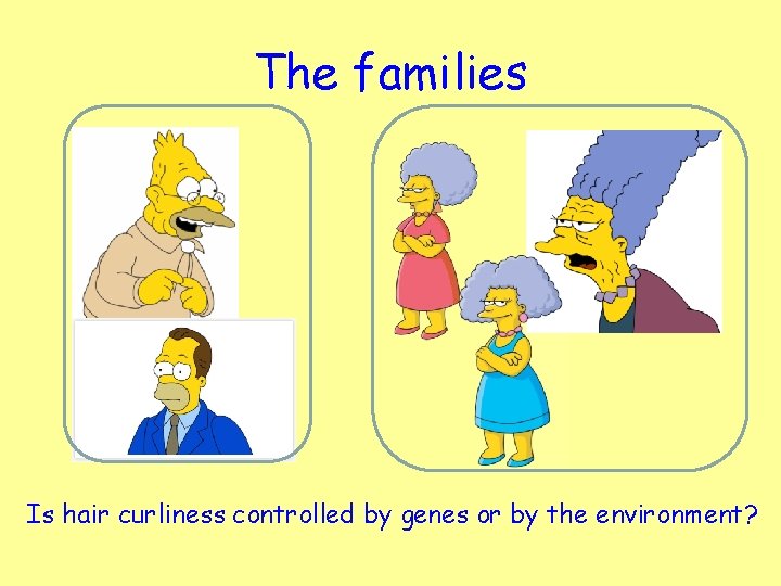 The families Is hair curliness controlled by genes or by the environment? 