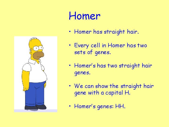 Homer • Homer has straight hair. • Every cell in Homer has two sets