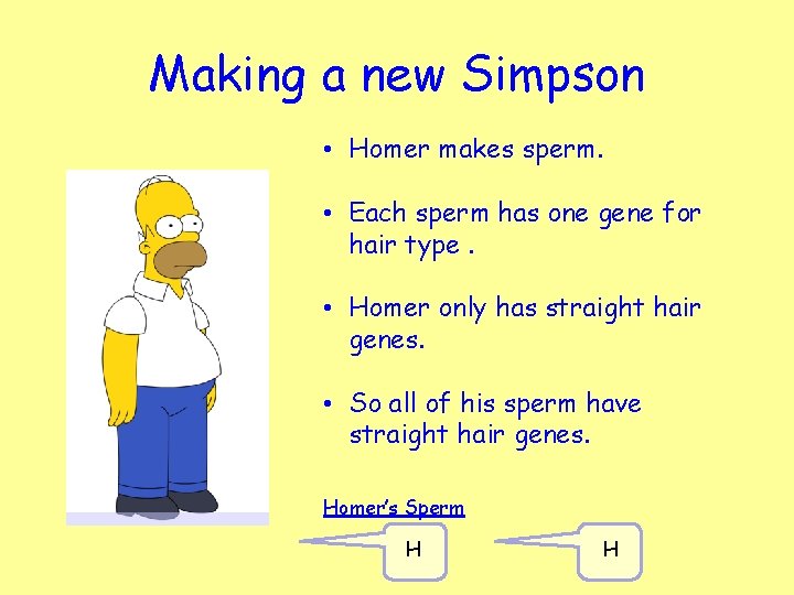 Making a new Simpson • Homer makes sperm. • Each sperm has one gene