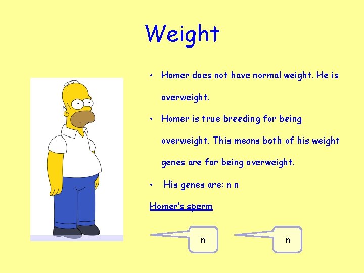 Weight • Homer does not have normal weight. He is overweight. • Homer is