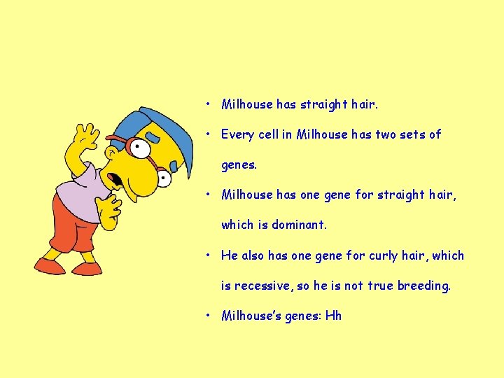  • Milhouse has straight hair. • Every cell in Milhouse has two sets