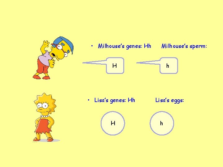  • Milhouse’s genes: Hh Milhouse’s sperm: H • Lisa’s genes: Hh H h