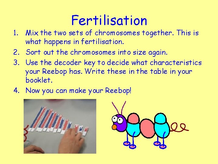 Fertilisation 1. Mix the two sets of chromosomes together. This is what happens in