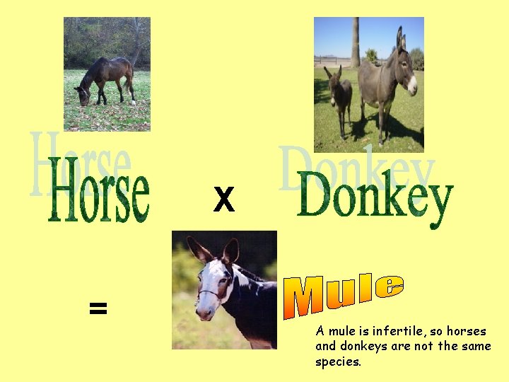 X = A mule is infertile, so horses and donkeys are not the same