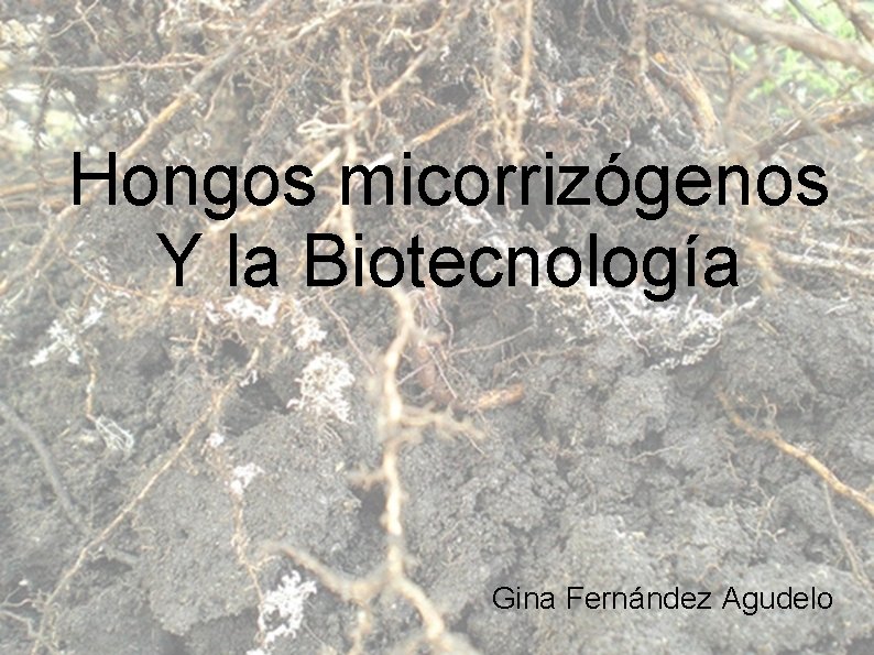 Hongos micorrizógenos Y la Biotecnología Gina Fernández Agudelo 