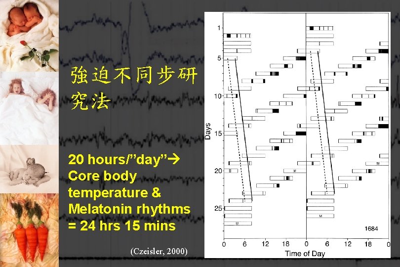 強迫不同步研 究法 20 hours/”day” Core body temperature & Melatonin rhythms = 24 hrs 15