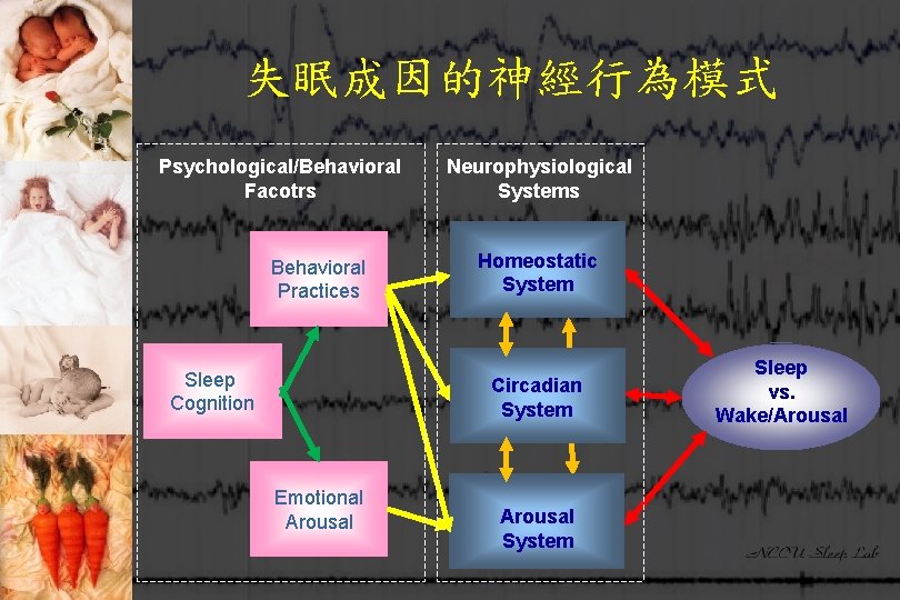 失眠成因的神經行為模式 Psychological/Behavioral Facotrs Behavioral Practices Sleep Cognition Neurophysiological Systems Homeostatic System Circadian System Emotional