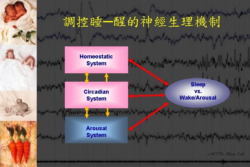 調控睡─醒的神經生理機制 Homeostatic System Circadian System Arousal System Sleep vs. Wake/Arousal 