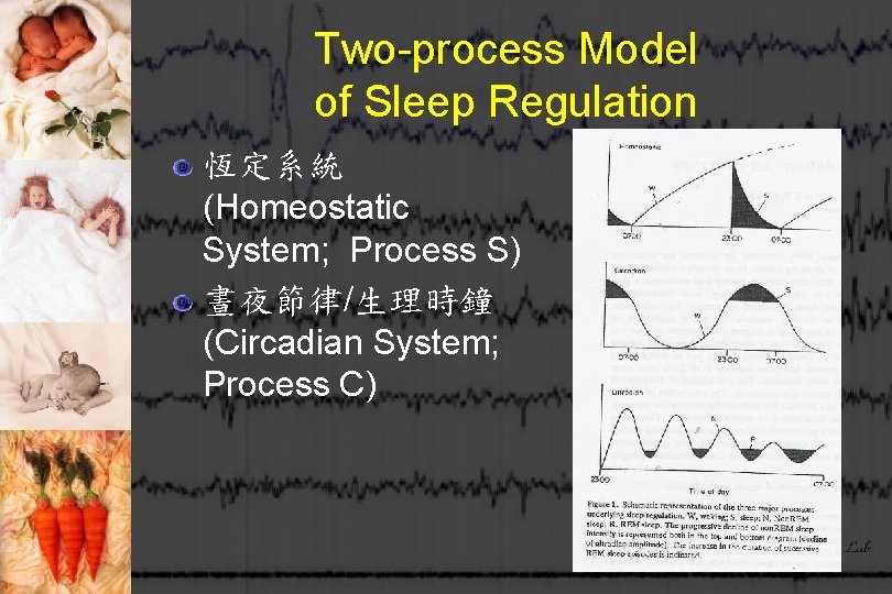 Two-process Model of Sleep Regulation 恆定系統 (Homeostatic System; Process S) 晝夜節律/生理時鐘 (Circadian System; Process
