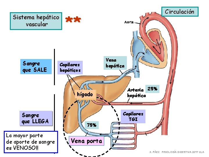 Sistema hepático vascular Sangre que SALE Circulación ** Vena hepática Capilares hepáticos hígado Sangre