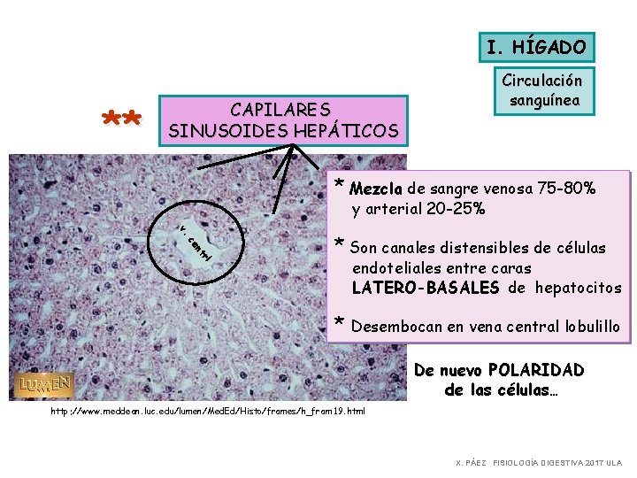I. HÍGADO ** Circulación sanguínea CAPILARES SINUSOIDES HEPÁTICOS * Mezcla de sangre venosa 75