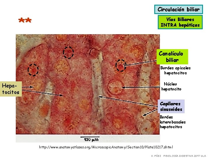 Circulación biliar ** Vías Biliares INTRA hepáticas Canalículo biliar Bordes apicales hepatocitos Hepatocitos Núcleo