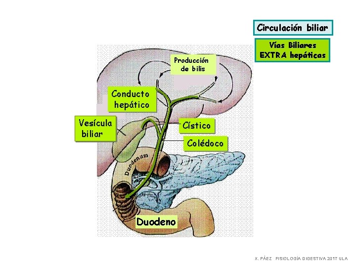Circulación biliar Producción de bilis Vías Biliares EXTRA hepáticas Conducto hepático Vesícula biliar Cístico