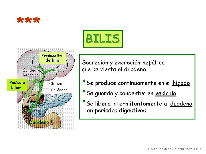 *** BILIS Producción de bilis Conducto hepático Vesícula biliar Cístico Colédoco Secreción y excreción