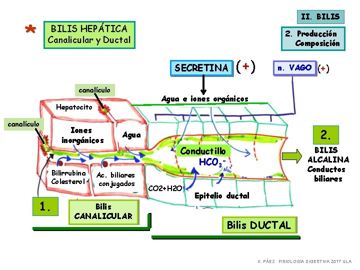 II. BILIS * BILIS HEPÁTICA Canalicular y Ductal 2. Producción Composición SECRETINA canalículo Iones