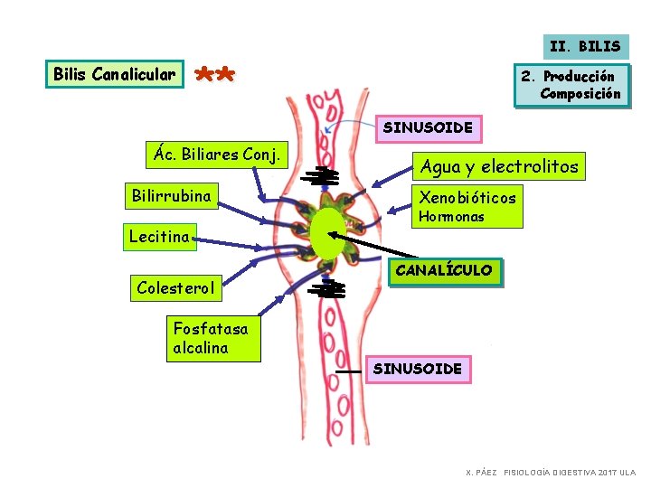 Bilis Canalicular II. BILIS ** 2. Producción Composición SINUSOIDE Ác. Biliares Conj. Bilirrubina Lecitina