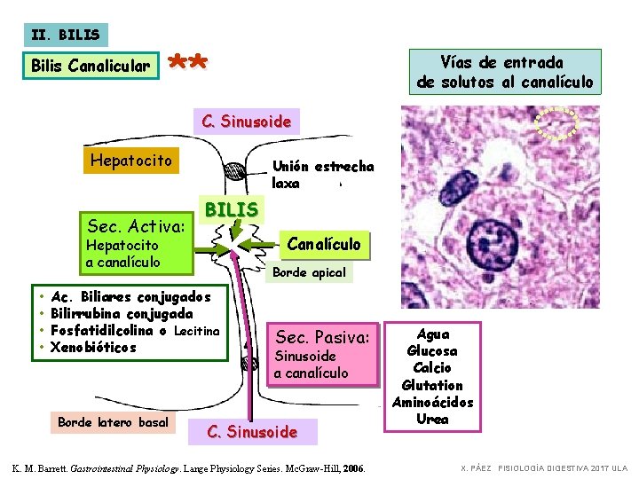 II. BILIS Bilis Canalicular ** Vías de entrada de solutos al canalículo C. Sinusoide