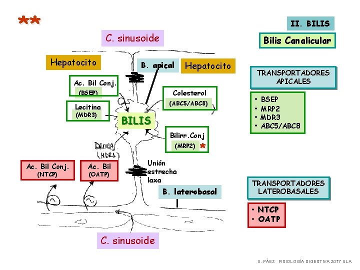 ** II. BILIS C. sinusoide Hepatocito Bilis Canalicular Hepatocito B. apical Ac. Bil Conj.