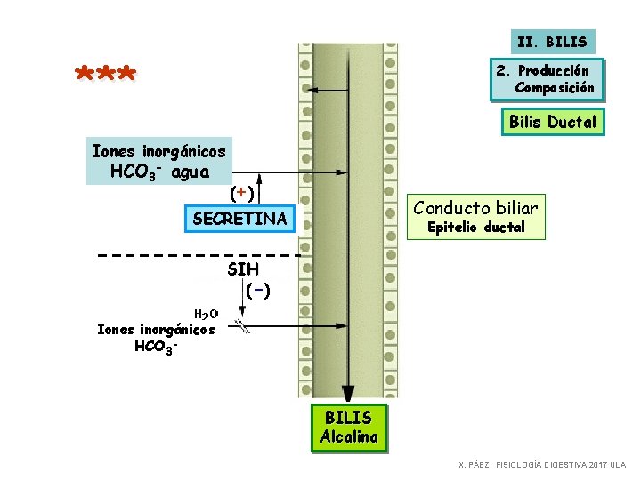 II. BILIS *** 2. Producción Composición Bilis Ductal Iones inorgánicos HCO 3 - agua
