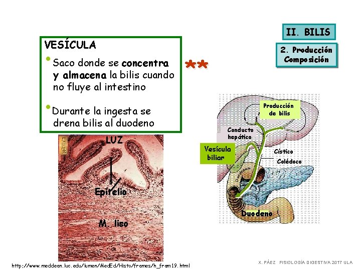 II. BILIS VESÍCULA • Saco donde se concentra y almacena la bilis cuando no