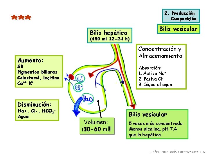 *** 2. Producción Composición Bilis hepática Bilis vesicular (450 ml 12 -24 h) Concentración