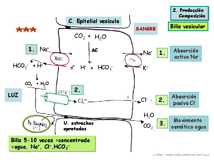 *** C. Epitelial vesícula CO 2 + H 2 O 1. Na+ HCO 3