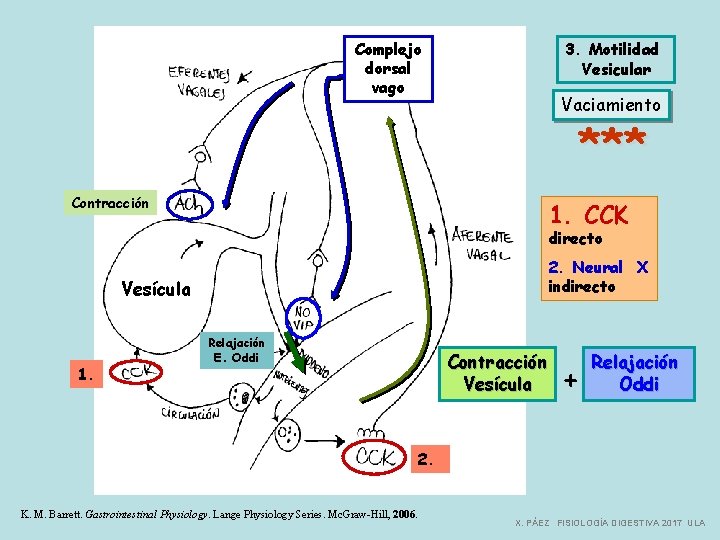 Complejo dorsal vago 3. Motilidad Vesicular Vaciamiento *** Contracción 1. CCK directo 2. Neural