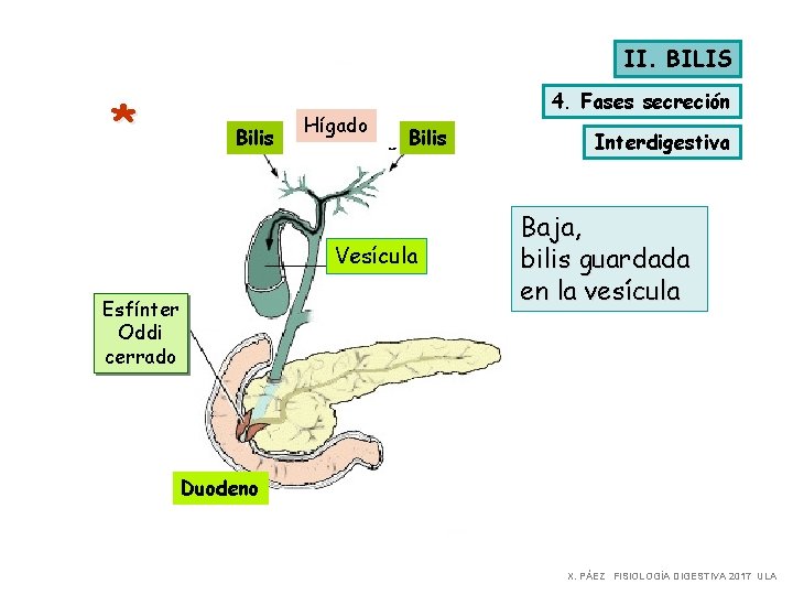II. BILIS * Bilis Hígado 4. Fases secreción Bilis Vesícula Esfínter Oddi cerrado Interdigestiva