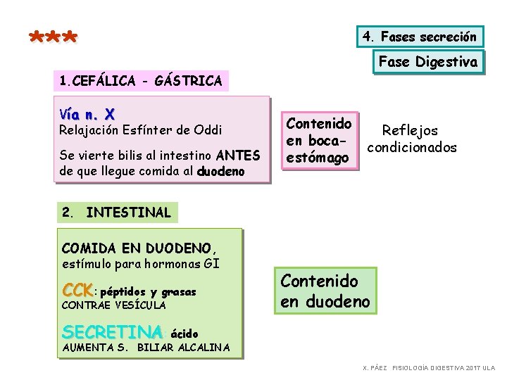 *** 4. Fases secreción Fase Digestiva 1. CEFÁLICA - GÁSTRICA Vía n. X Relajación