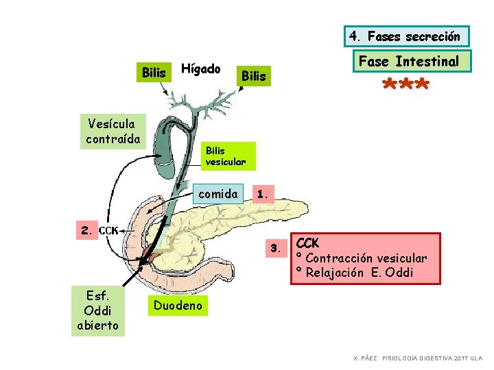 4. Fases secreción Bilis Hígado Vesícula contraída Fase Intestinal Bilis *** Bilis vesicular comida