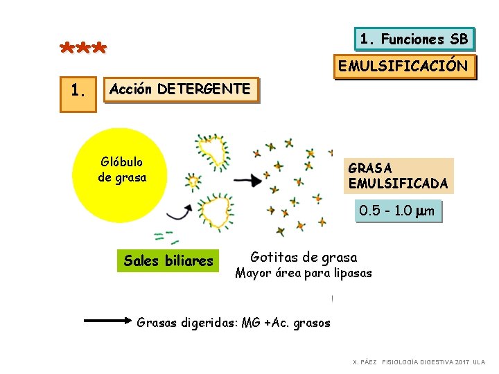 1. Funciones SB *** 1. EMULSIFICACIÓN Acción DETERGENTE Glóbulo de grasa GRASA EMULSIFICADA 0.