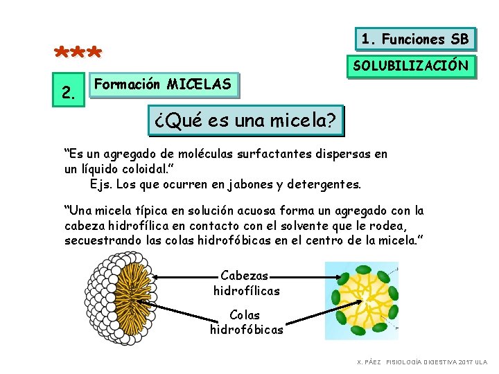 1. Funciones SB *** 2. SOLUBILIZACIÓN Formación MICELAS ¿Qué es una micela? “Es un