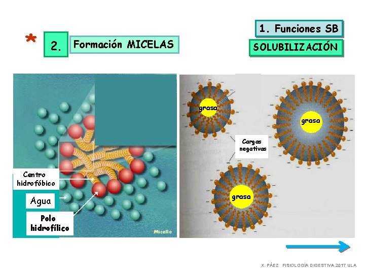 * 1. Funciones SB 2. Formación MICELAS SOLUBILIZACIÓN Cabeza hidrofílica grasa Cola hidrofóbica Cargas
