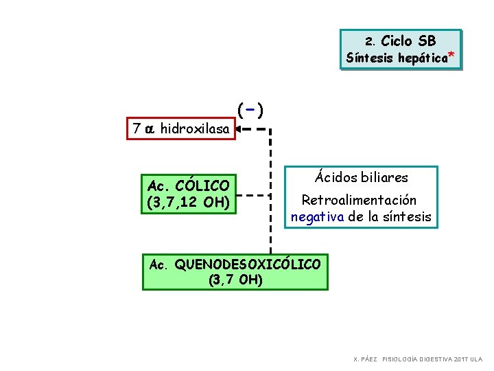 2. Ciclo SB Síntesis hepática* 7 a hidroxilasa Ac. CÓLICO (3, 7, 12 OH)