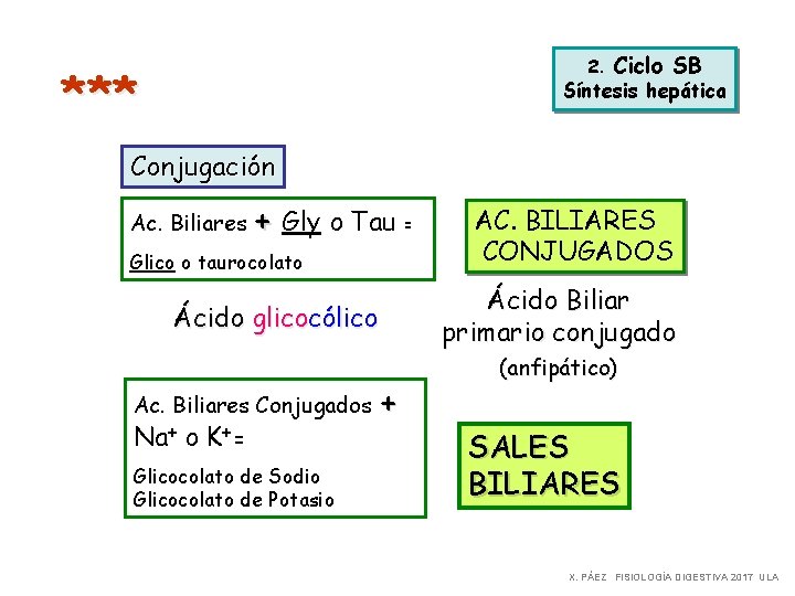 III 2. 2. Ciclo. SBSB *** Síntesis hepática Conjugación Ac. Biliares + Gly o