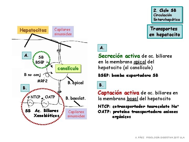 2. Ciclo SB Circulación Enterohepática Hepatocitos Transportes en hepatocito Capilares sinusoides A. A. Secreción