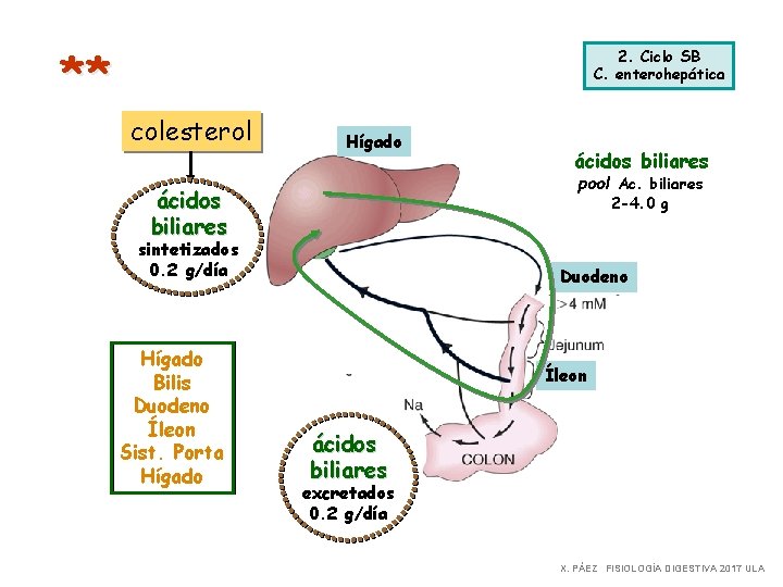 ** 2. Ciclo SB C. enterohepática colesterol Hígado pool Ac. biliares ácidos biliares 2