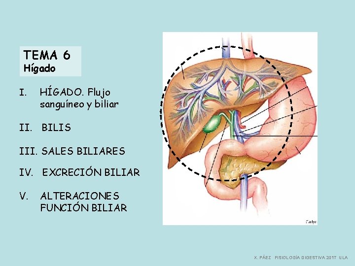 TEMA 6 Hígado I. HÍGADO. Flujo sanguíneo y biliar II. BILIS III. SALES BILIARES