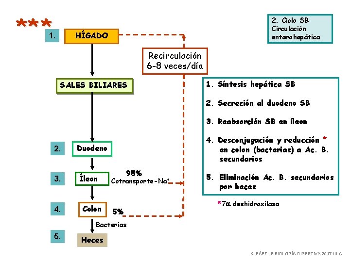 ** * 2. Ciclo SB Circulación enterohepática HÍGADO 1. Recirculación 6 -8 veces/día SALES
