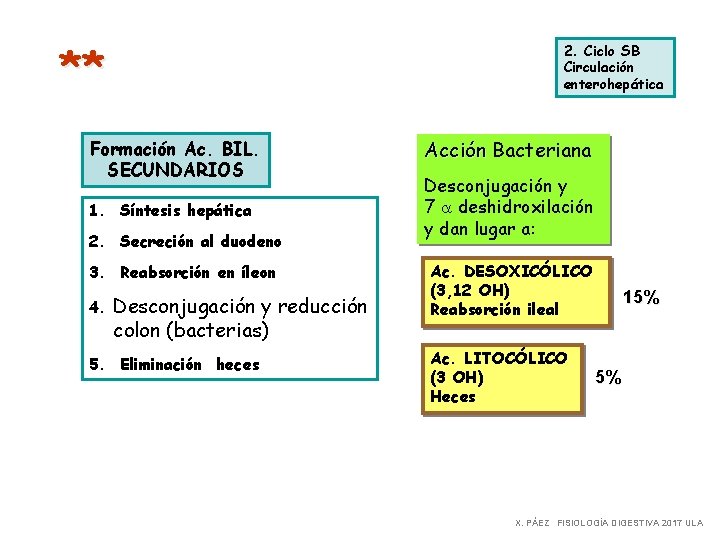 ** 2. Ciclo SB Circulación enterohepática Formación Ac. BIL. SECUNDARIOS 1. Síntesis hepática 2.