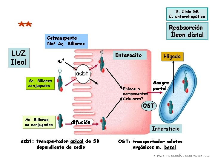 ** 2. Ciclo SB C. enterohepática Reabsorción Íleon distal Cotransporte Na+ Ac. Biliares LUZ
