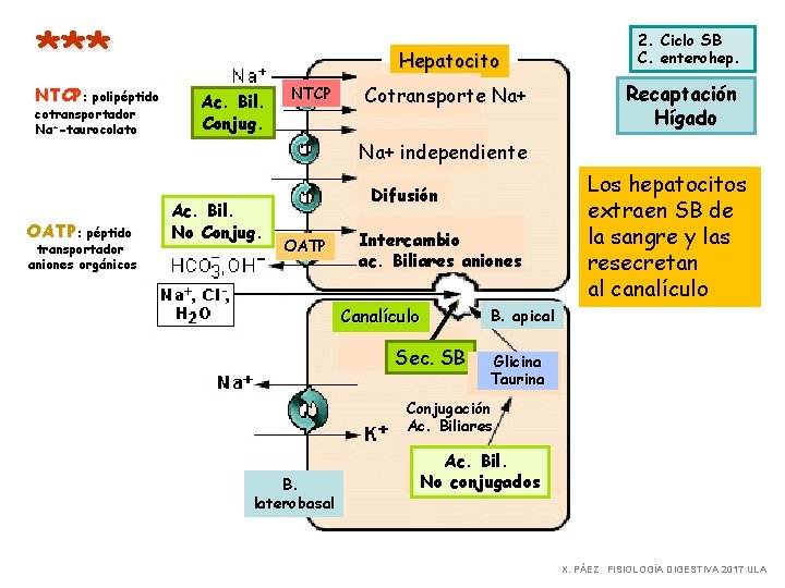 *** NTCP: polipéptido cotransportador Na+-taurocolato OATP: péptido transportador aniones orgánicos Hepatocito Ac. Bil. Conjug.