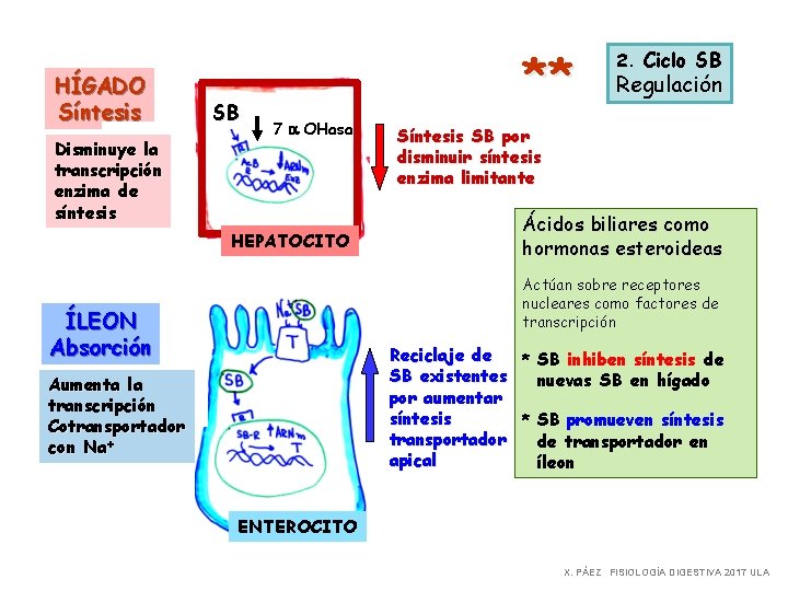 HÍGADO Síntesis Disminuye la transcripción enzima de síntesis SB ** 7 a OHasa HEPATOCITO