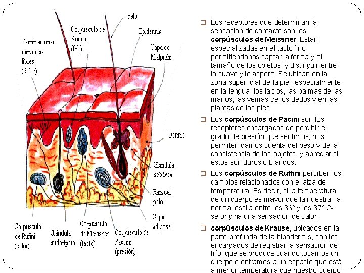 � Los receptores que determinan la sensación de contacto son los corpúsculos de Meissner.