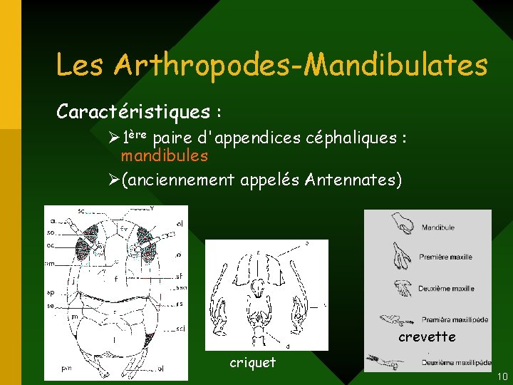 Les Arthropodes-Mandibulates Caractéristiques : Ø 1ère paire d'appendices céphaliques : mandibules Ø(anciennement appelés Antennates) Les Arthropodes-Mandibulates Caractéristiques : Ø 1ère paire d'appendices céphaliques : mandibules Ø(anciennement appelés Antennates)