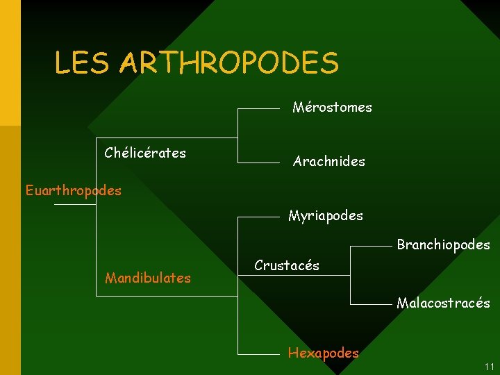 LES ARTHROPODES Mérostomes Chélicérates Arachnides Euarthropodes Myriapodes Branchiopodes Mandibulates Crustacés Malacostracés Hexapodes 11 LES ARTHROPODES Mérostomes Chélicérates Arachnides Euarthropodes Myriapodes Branchiopodes Mandibulates Crustacés Malacostracés Hexapodes 11