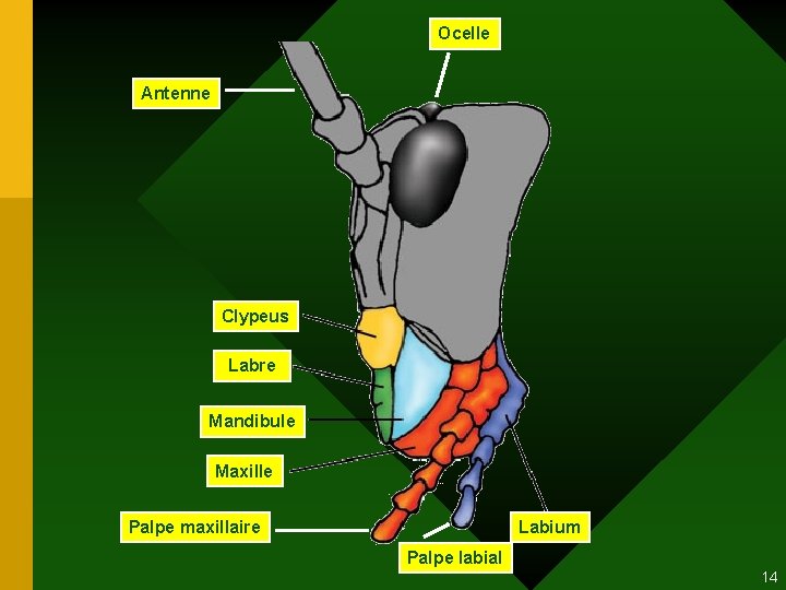 Ocelle Antenne Clypeus Labre Mandibule Maxille Palpe maxillaire Labium Palpe labial 14 Ocelle Antenne Clypeus Labre Mandibule Maxille Palpe maxillaire Labium Palpe labial 14