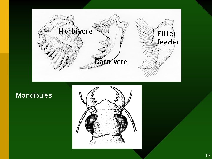 Mandibules 15 Mandibules 15